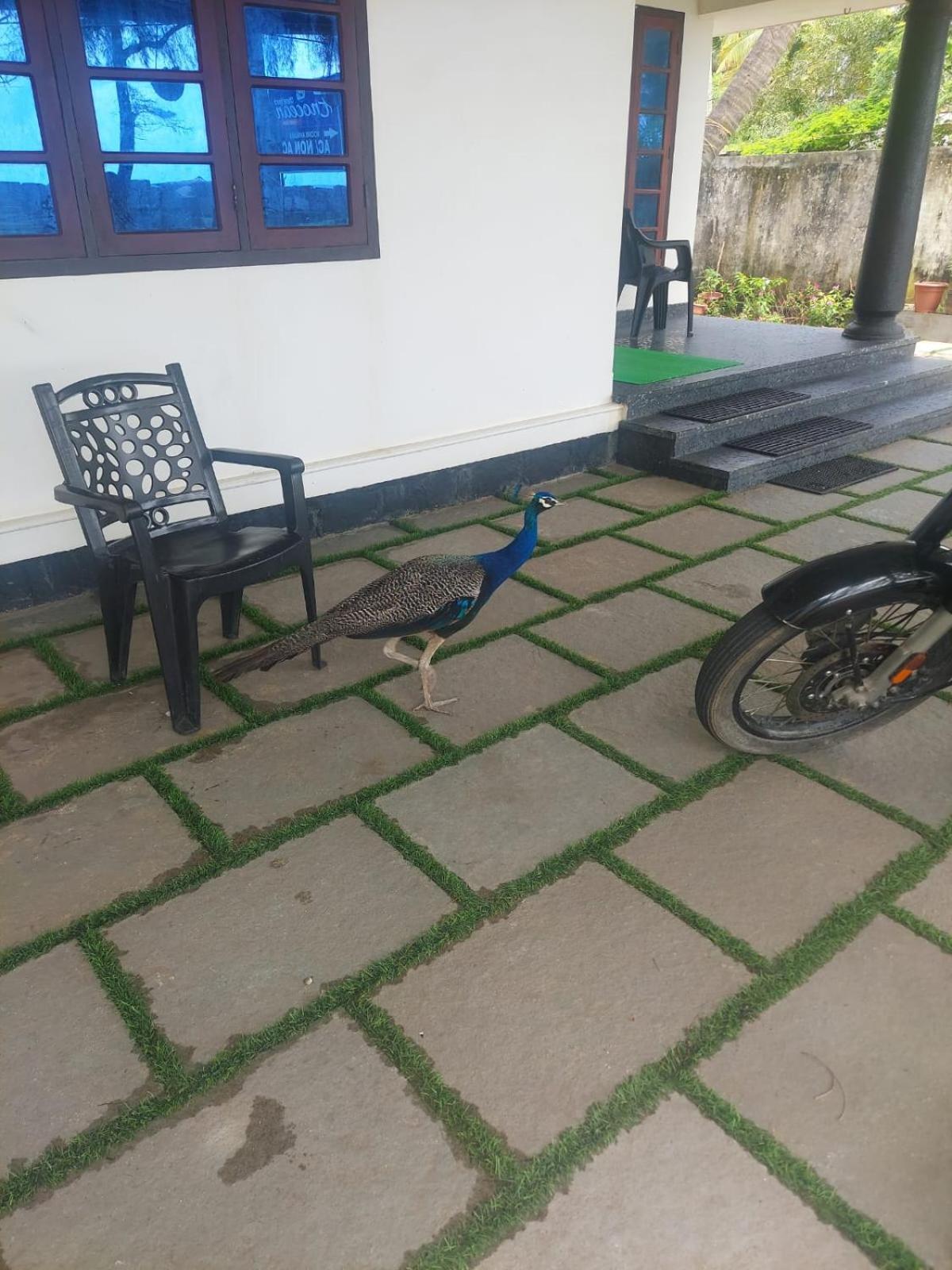 Enocean Homestay Cherai Beach Exterior photo
